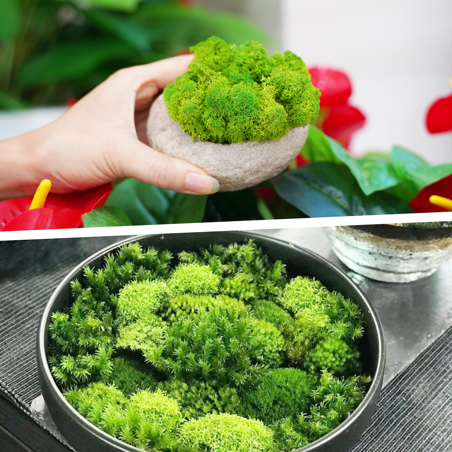 Artificial Green Plants Eterna - Terrarium Moss Art บทวิจารณ์และราคา