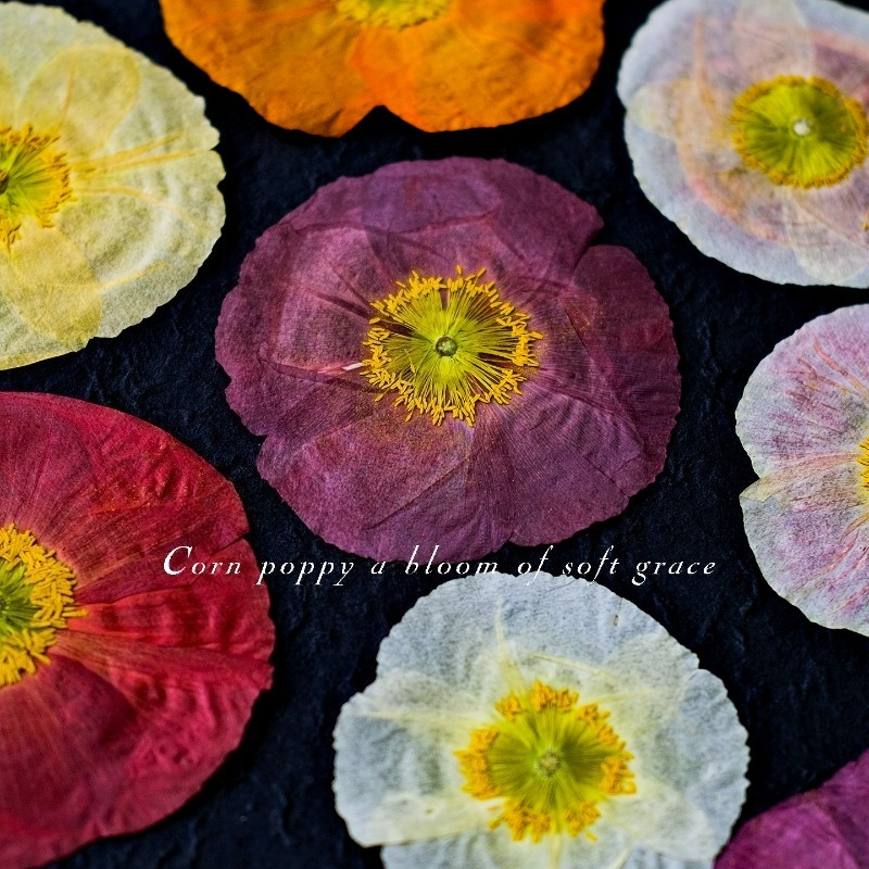 1pcs,Nature Field Poppy Presse - Resin Craft Ideas บทวิจารณ์และราคา
