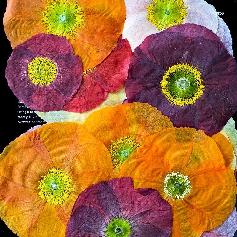 1pcs,Nature Field Poppy Presse - Resin Craft Ideas บทวิจารณ์และราคา