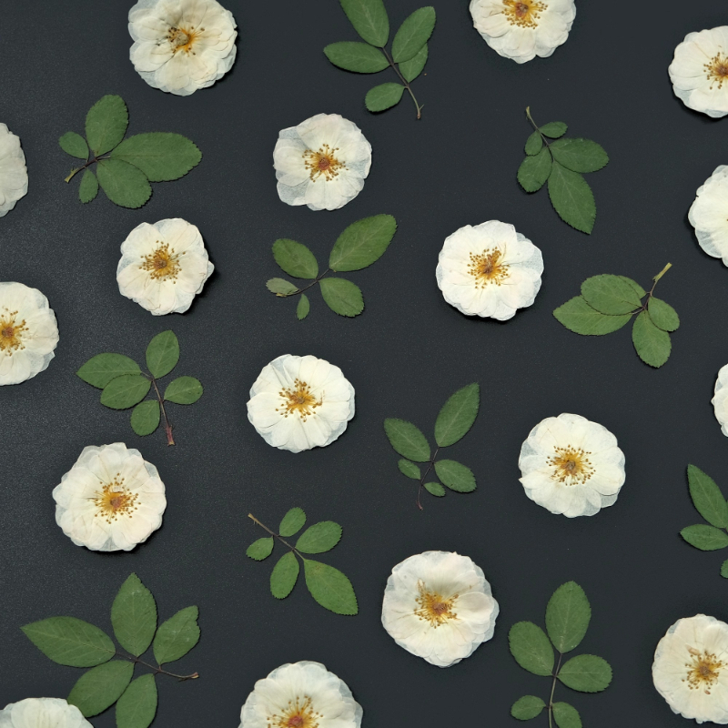 6pcs,9pcs,Nature White Rose Pr - Resin Craft Ideas บทวิจารณ์และราคา