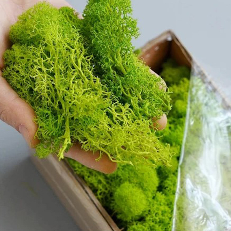 20/40/100g Eternal Life Moss D - Terrarium Moss Art บทวิจารณ์และราคา