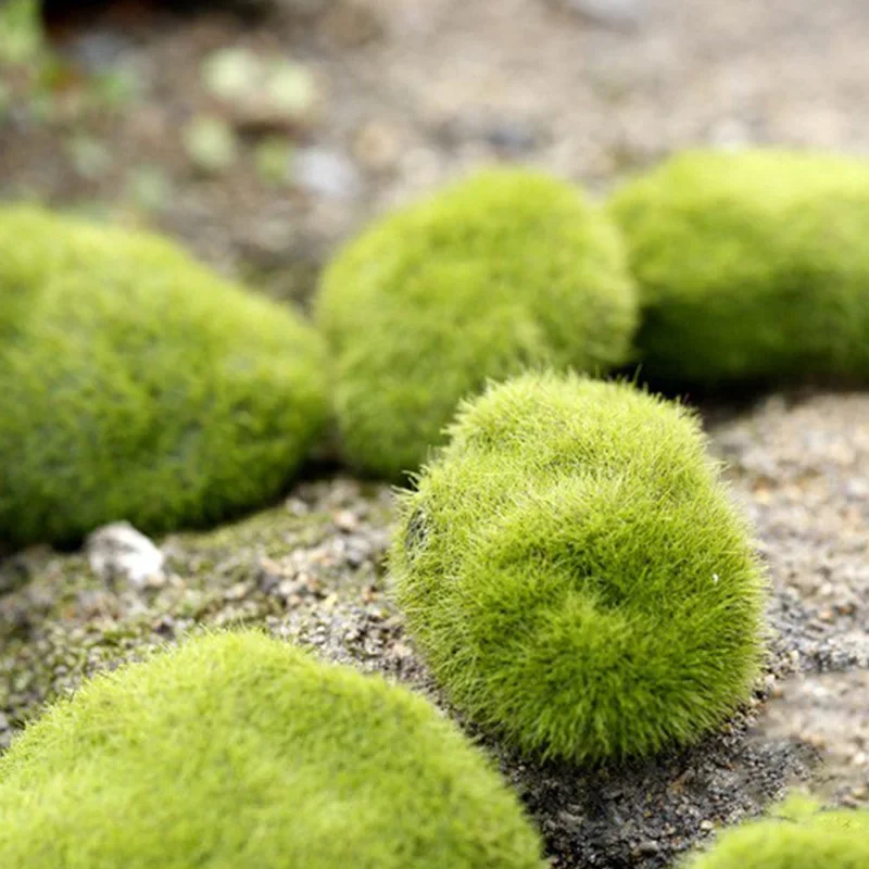 Fake Stone Artificial Moss Roc - Terrarium Moss Art บทวิจารณ์และราคา