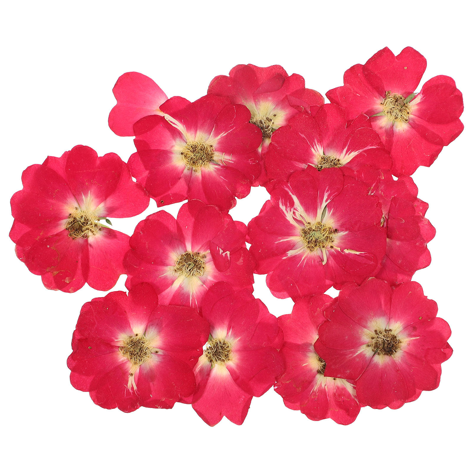 12Pcs Natural Dried Rose Press - Resin Craft Kit บทวิจารณ์และราคา