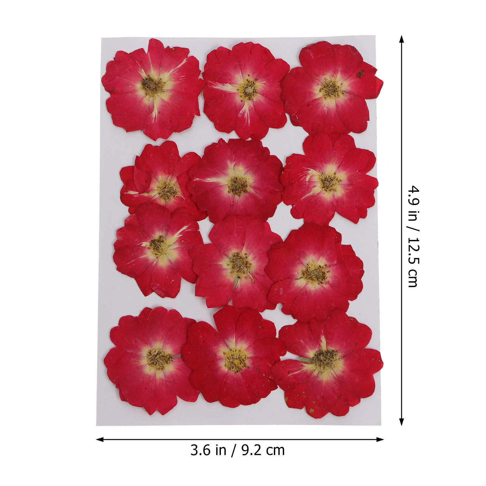 12Pcs Natural Dried Rose Press - Resin Craft Kit บทวิจารณ์และราคา