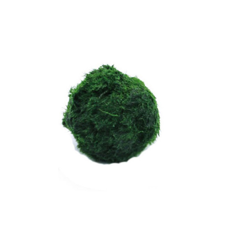 Marimo Moss Balls Live Aquariu - Terrarium Moss Art บทวิจารณ์และราคา