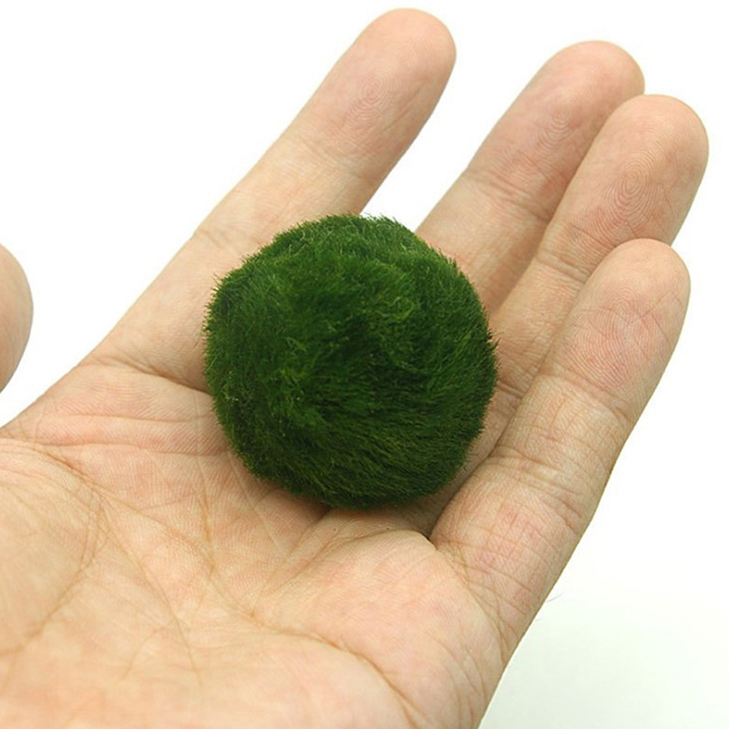 Marimo Moss Balls Live Aquariu - Terrarium Moss Art บทวิจารณ์และราคา