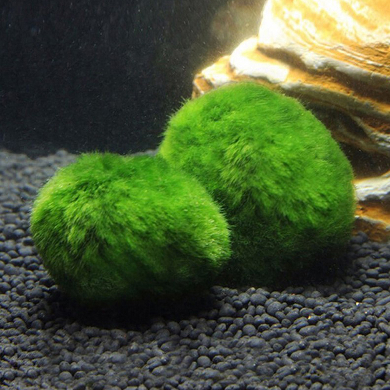 Marimo Moss Balls Live Aquariu - Terrarium Moss Art บทวิจารณ์และราคา