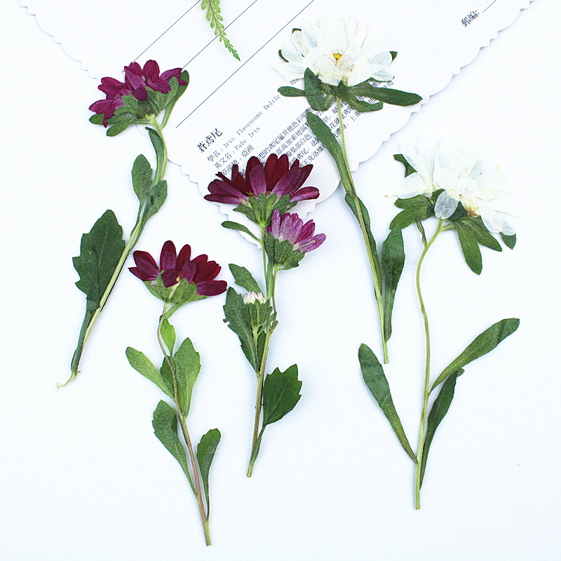 24pcs,Mini Chrysanthemum Press - Resin Craft Ideas บทวิจารณ์และราคา